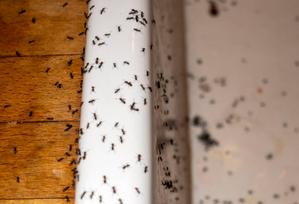 Best Pest Removal Services  in Trenton, OH